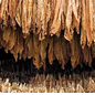tobacco